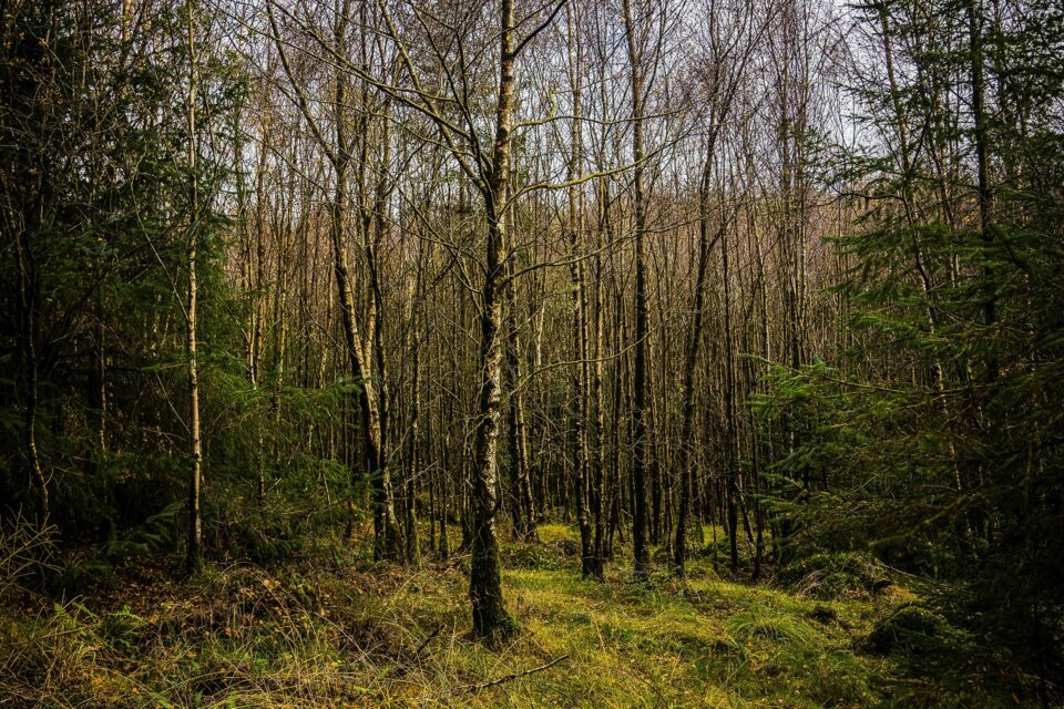 Grizedale Forest